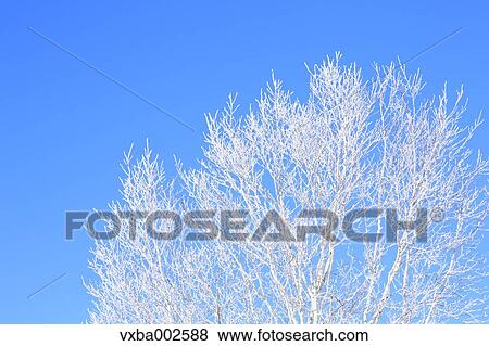 Rimed tree View Large Photo Image Stock Photo - Rimed tree. Fotosearch