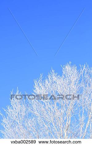 Rimed tree View Large Photo Image Stock Photo - Rimed tree. Fotosearch