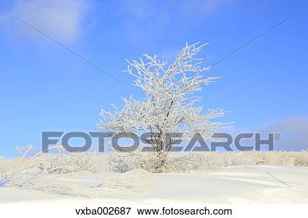 Rimed tree View Large Photo Image Stock Photo - Rimed tree. Fotosearch
