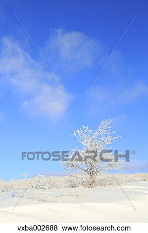 Rimed tree View Large Photo Image Stock Photo - Rimed tree. Fotosearch
