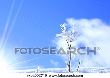 Rimed tree View Large Photo Image Stock Photo - Rimed tree. Fotosearch