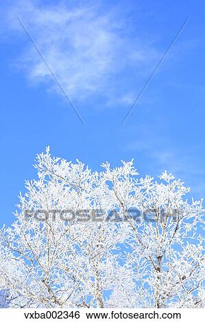 Rimed tree View Large Photo Image Stock Photograph - Rimed tree. Fotosearch