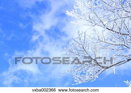 Rimed tree View Large Photo Image Stock Photograph - Rimed tree. Fotosearch