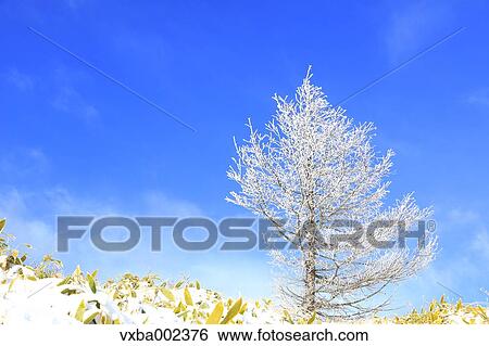 Rimed tree View Large Photo Image Stock Photograph - Rimed tree. Fotosearch