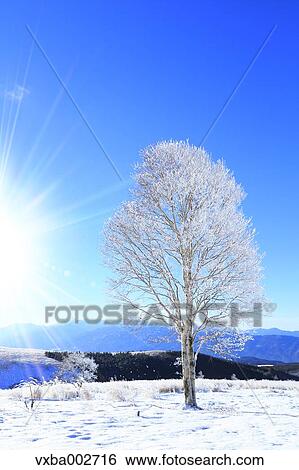 Rimed tree View Large Photo Image Stock Photograph - Rimed tree. Fotosearch
