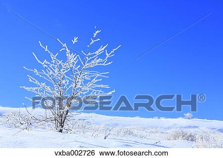 Rimed tree View Large Photo Image Stock Photograph - Rimed tree. Fotosearch