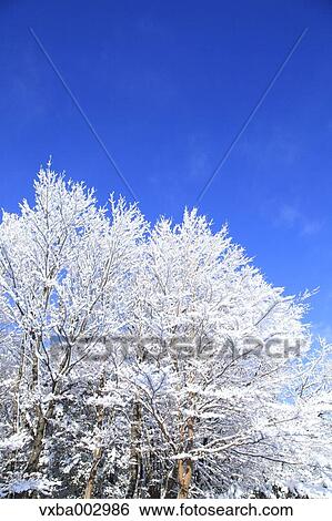 Rimed tree View Large Photo Image Stock Photograph - Rimed tree. Fotosearch