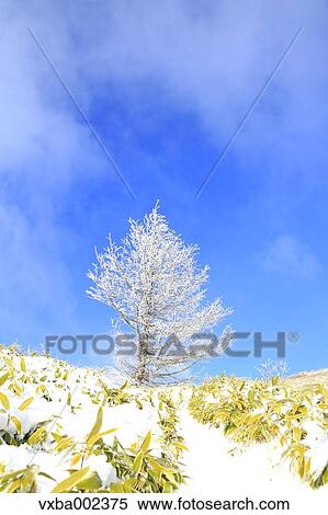 Rimed tree View Large Photo Image Stock Photography - Rimed tree. Fotosearch