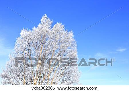 Rimed tree View Large Photo Image Stock Photography - Rimed tree. Fotosearch