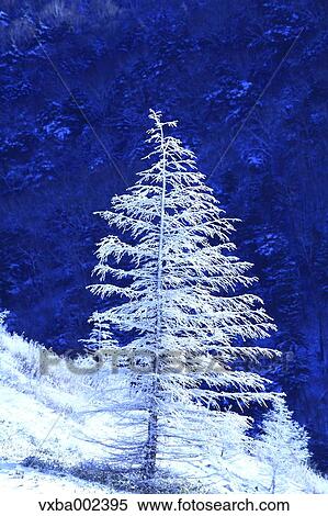 Rimed tree View Large Photo Image Stock Photography - Rimed tree. Fotosearch