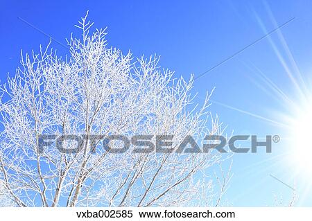 Stock Photography - Rimed tree. Fotosearch