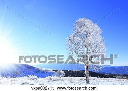 Rimed tree View Large Photo Image Stock Photography - Rimed tree. Fotosearch