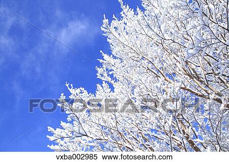 Stock Photography - Rimed tree. Fotosearch