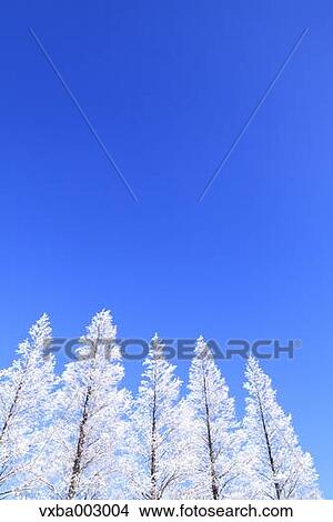 Rimed trees and sky View Large Photo Image Picture - Rimed trees and sky. Fotosearch