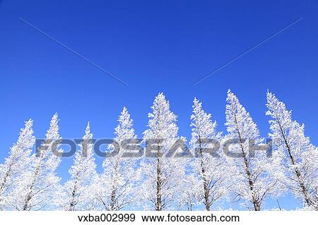 Rimed trees and sky View Large Photo Image Stock Photo - Rimed trees and sky. Fotosearch
