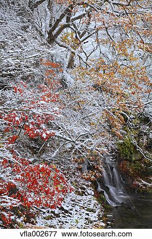 Stock Photo - Rimed trees and waterfall. Fotosearch