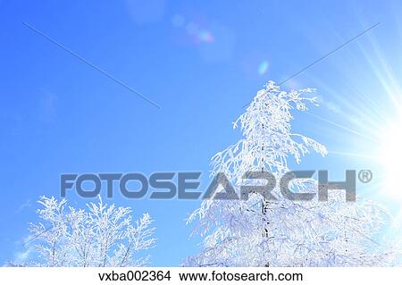 Picture - Rimed trees. Fotosearch