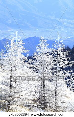 Rimed trees View Large Photo Image Picture - Rimed trees. Fotosearch
