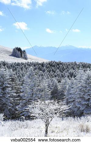 Rimed trees View Large Photo Image Picture - Rimed trees. Fotosearch