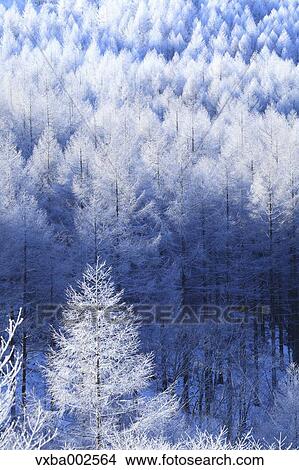 Rimed trees View Large Photo Image Picture - Rimed trees. Fotosearch