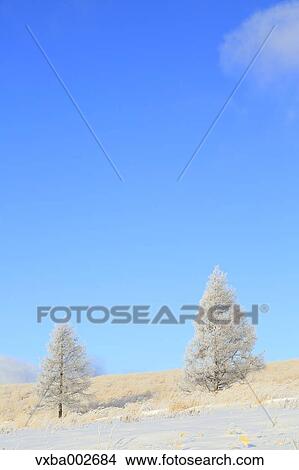 Rimed trees View Large Photo Image Picture - Rimed trees. Fotosearch