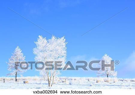Rimed trees View Large Photo Image Picture - Rimed trees. Fotosearch
