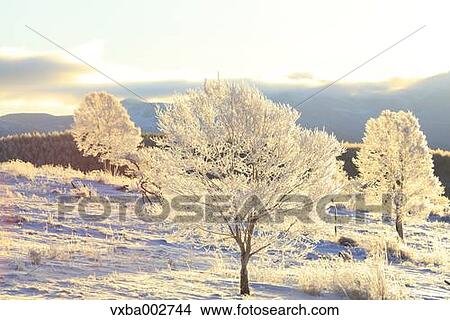 Picture - Rimed trees. Fotosearch
