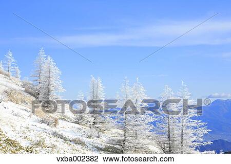 Rimed trees View Large Photo Image Stock Image - Rimed trees. Fotosearch