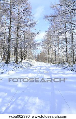 Rimed trees View Large Photo Image Stock Image - Rimed trees. Fotosearch