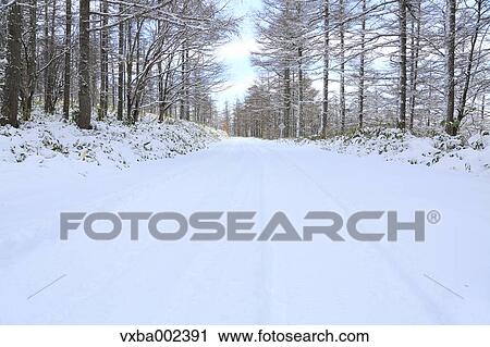 Stock Image - Rimed trees. Fotosearch