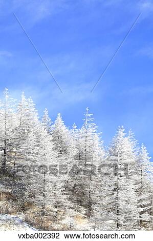 Rimed trees View Large Photo Image Stock Image - Rimed trees. Fotosearch