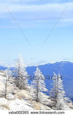 Rimed trees View Large Photo Image Stock Image - Rimed trees. Fotosearch