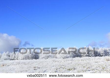 Rimed trees View Large Photo Image Stock Image - Rimed trees. Fotosearch