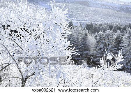 Rimed trees View Large Photo Image Stock Image - Rimed trees. Fotosearch