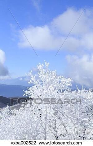 Rimed trees View Large Photo Image Stock Image - Rimed trees. Fotosearch