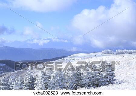 Stock Image - Rimed trees. Fotosearch