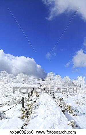 Rimed trees View Large Photo Image Stock Image - Rimed trees. Fotosearch