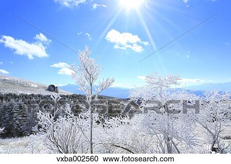 Rimed trees View Large Photo Image Stock Image - Rimed trees. Fotosearch