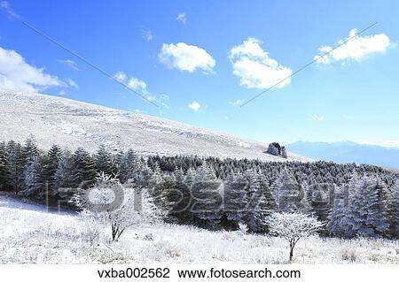 Stock Image - Rimed trees. Fotosearch