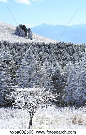 Stock Image - Rimed trees. Fotosearch