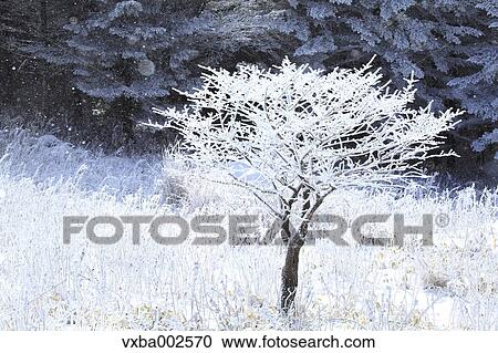 Rimed trees View Large Photo Image Stock Image - Rimed trees. Fotosearch