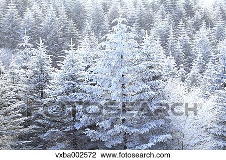 Rimed trees View Large Photo Image Stock Image - Rimed trees. Fotosearch
