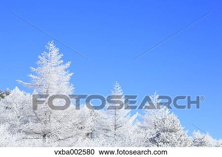 Stock Image - Rimed trees. Fotosearch