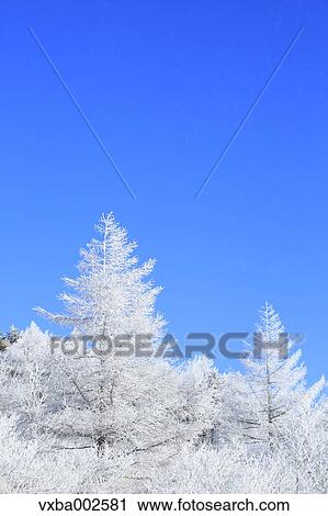 Rimed trees View Large Photo Image Stock Image - Rimed trees. Fotosearch