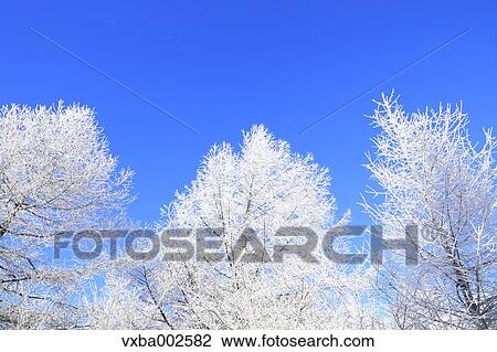 Rimed trees View Large Photo Image Stock Image - Rimed trees. Fotosearch