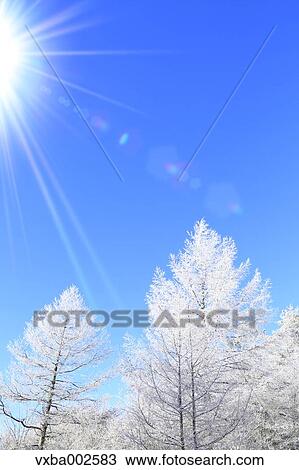 Stock Image - Rimed trees. Fotosearch
