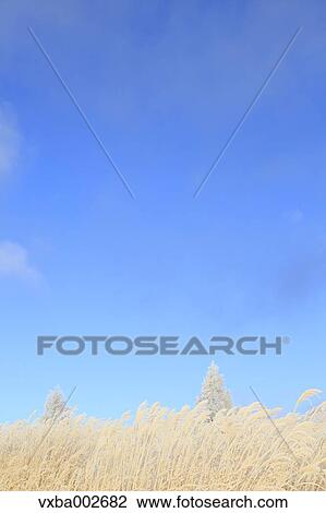 Rimed trees View Large Photo Image Stock Image - Rimed trees. Fotosearch