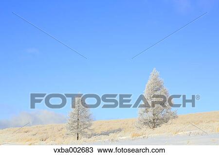 Rimed trees View Large Photo Image Stock Image - Rimed trees. Fotosearch