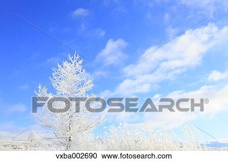Rimed trees View Large Photo Image Stock Image - Rimed trees. Fotosearch