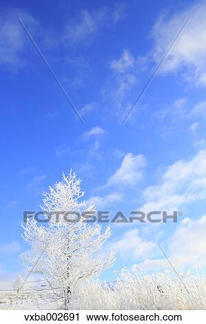 Rimed trees View Large Photo Image Stock Image - Rimed trees. Fotosearch